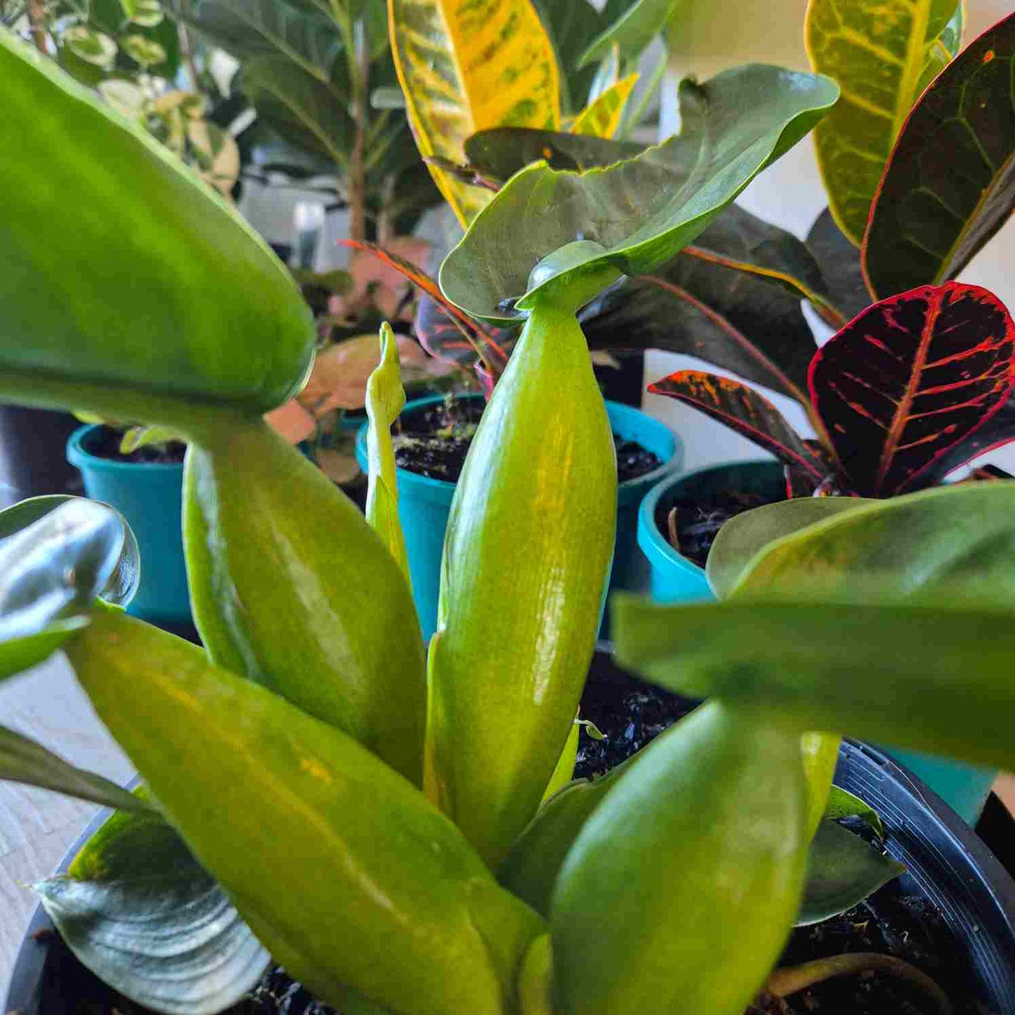 Philodendron 'Fat Boy'