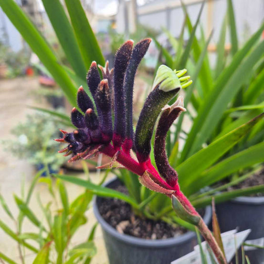 'Celebrations Jazz' Kangaroo Paw