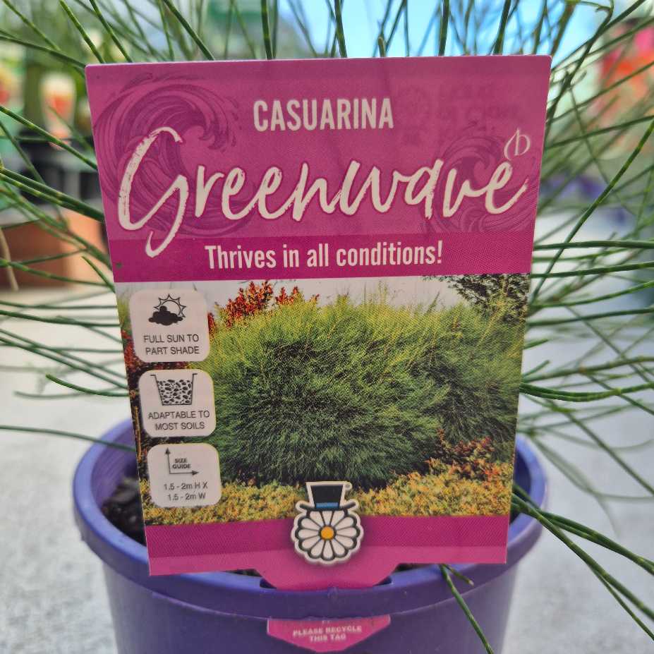 Casuarina 'Green Wave'