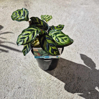 Calathea makoyana