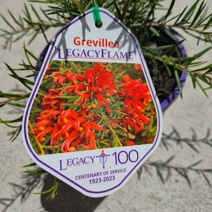 Grevillea 'Legacy Flame'