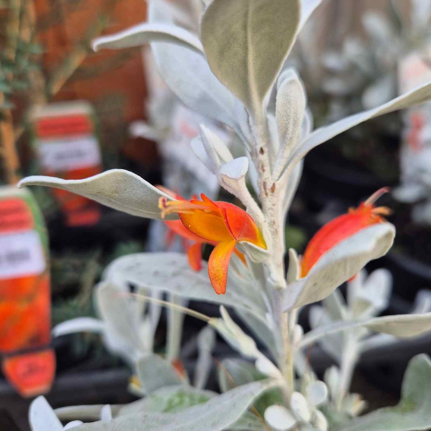 Eremophila glabra 'Silver Flames'