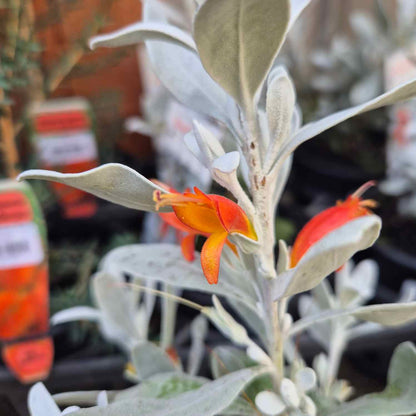 Eremophila glabra 'Silver Flames'