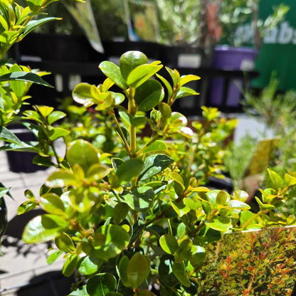 Syzygium Bush Cherry