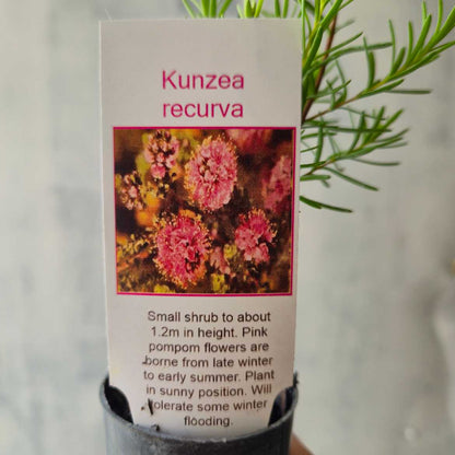 Kunzea recurva