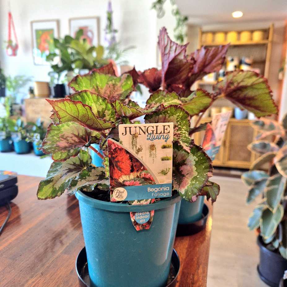 Begonia 'Alaska Creek'