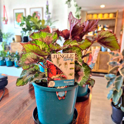 Begonia 'Alaska Creek'