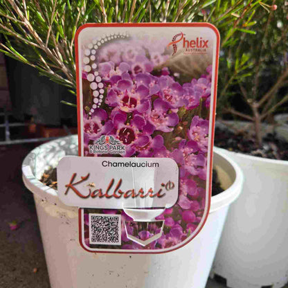 Chamelaucium 'Kalbarri'
