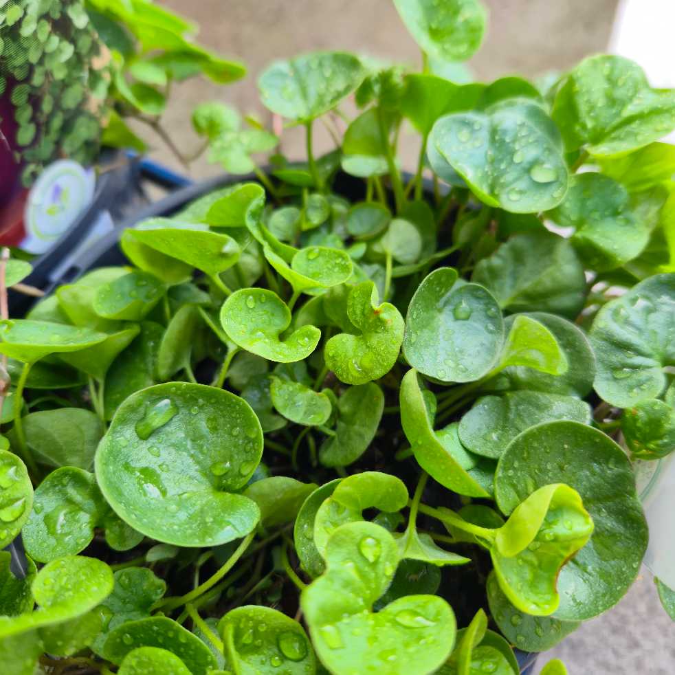 Dichondra repens ' Emerald Falls'