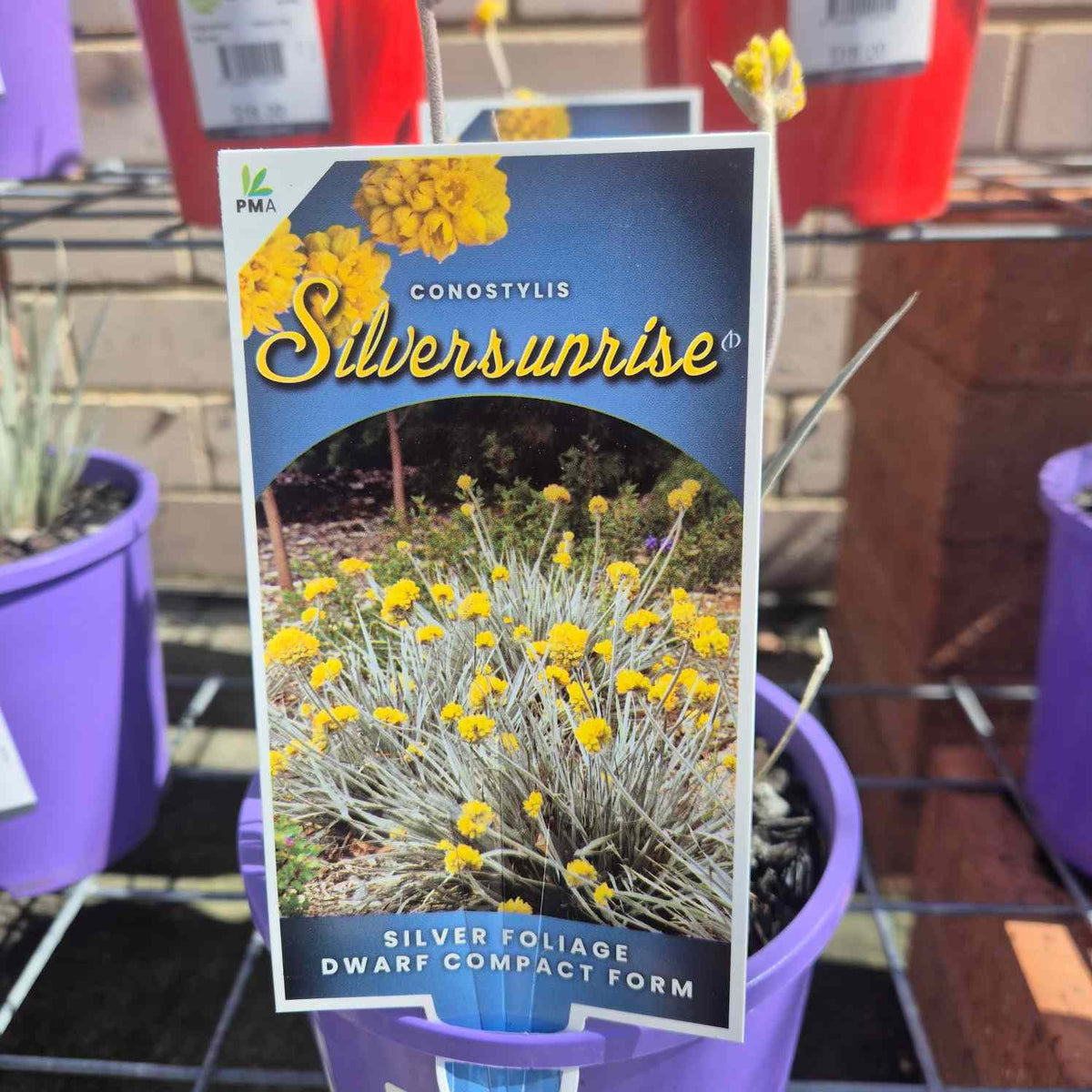 Conostylus candicans 'Silversunrise'