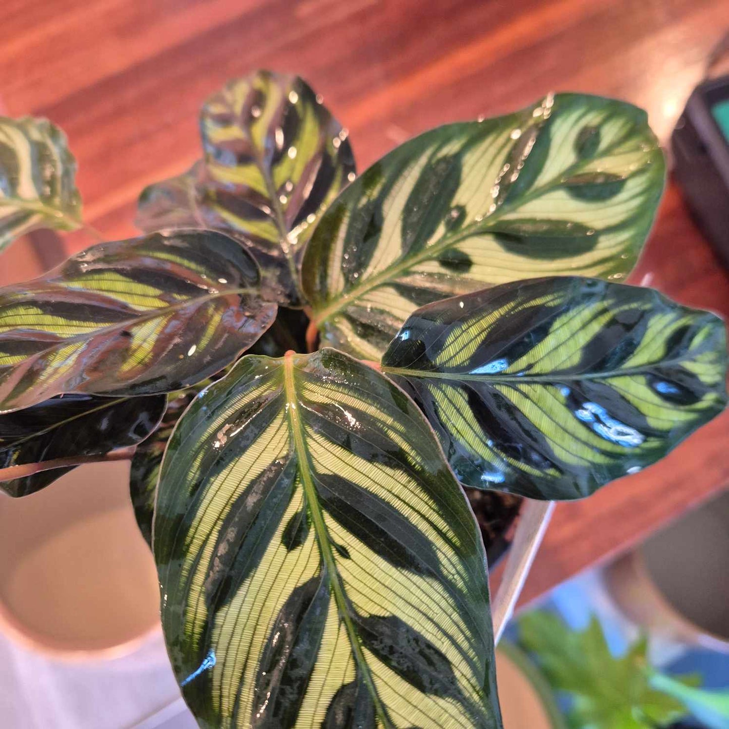 Calathea makoyana