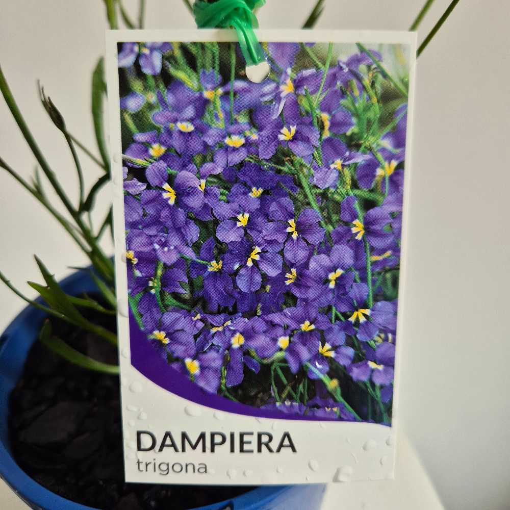 Dampiera trigona