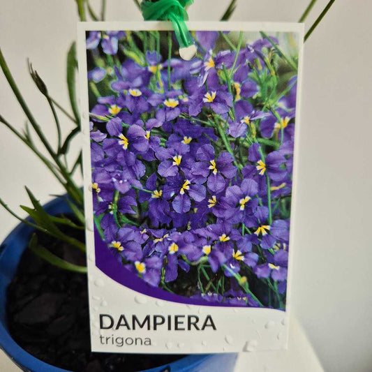 Dampiera trigona