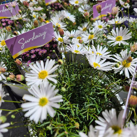Brachyscome 'Sundaisy White'