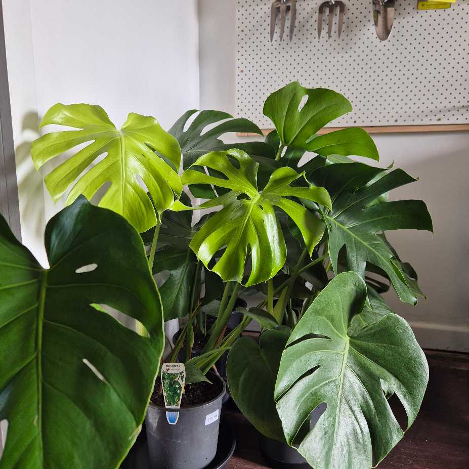Monstera deliciosa