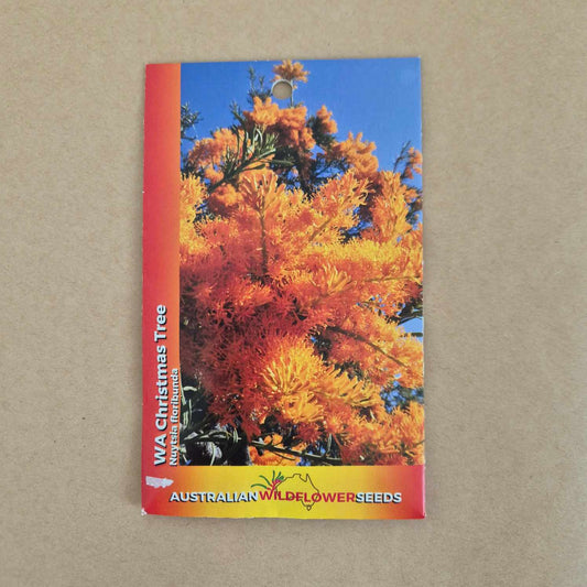 WA Christmas Tree Seeds