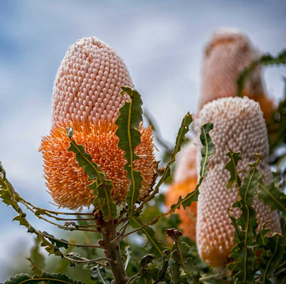 Banksia prionotes dwarf