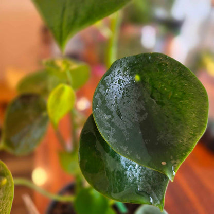 Peperomia polybotrya
