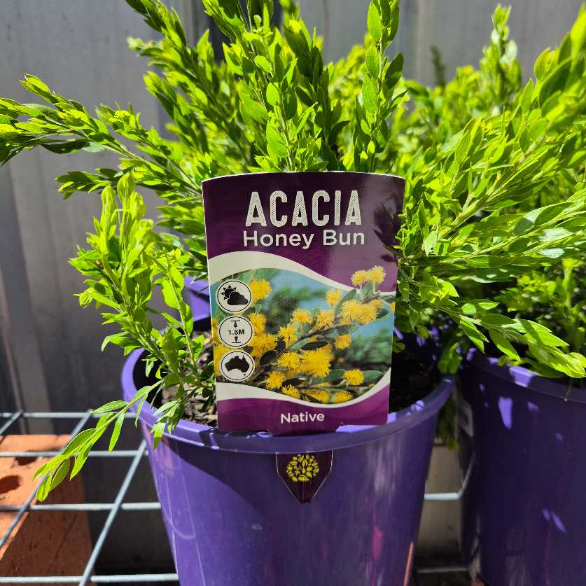 Acacia howittii 'Honey Buns'