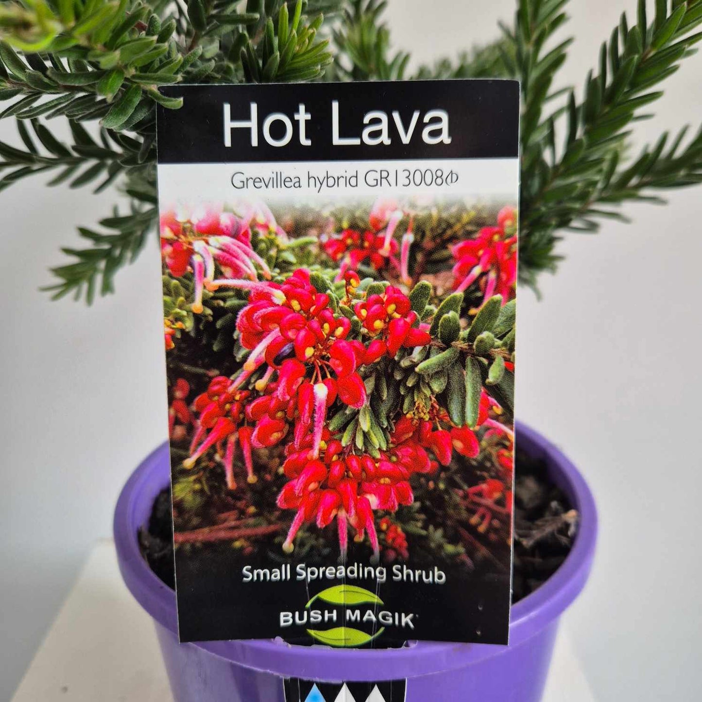 Grevillea 'Hot Lava'