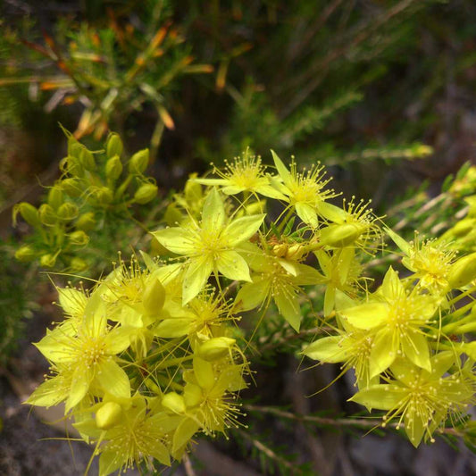 Star Flower - Calytrix flavescens