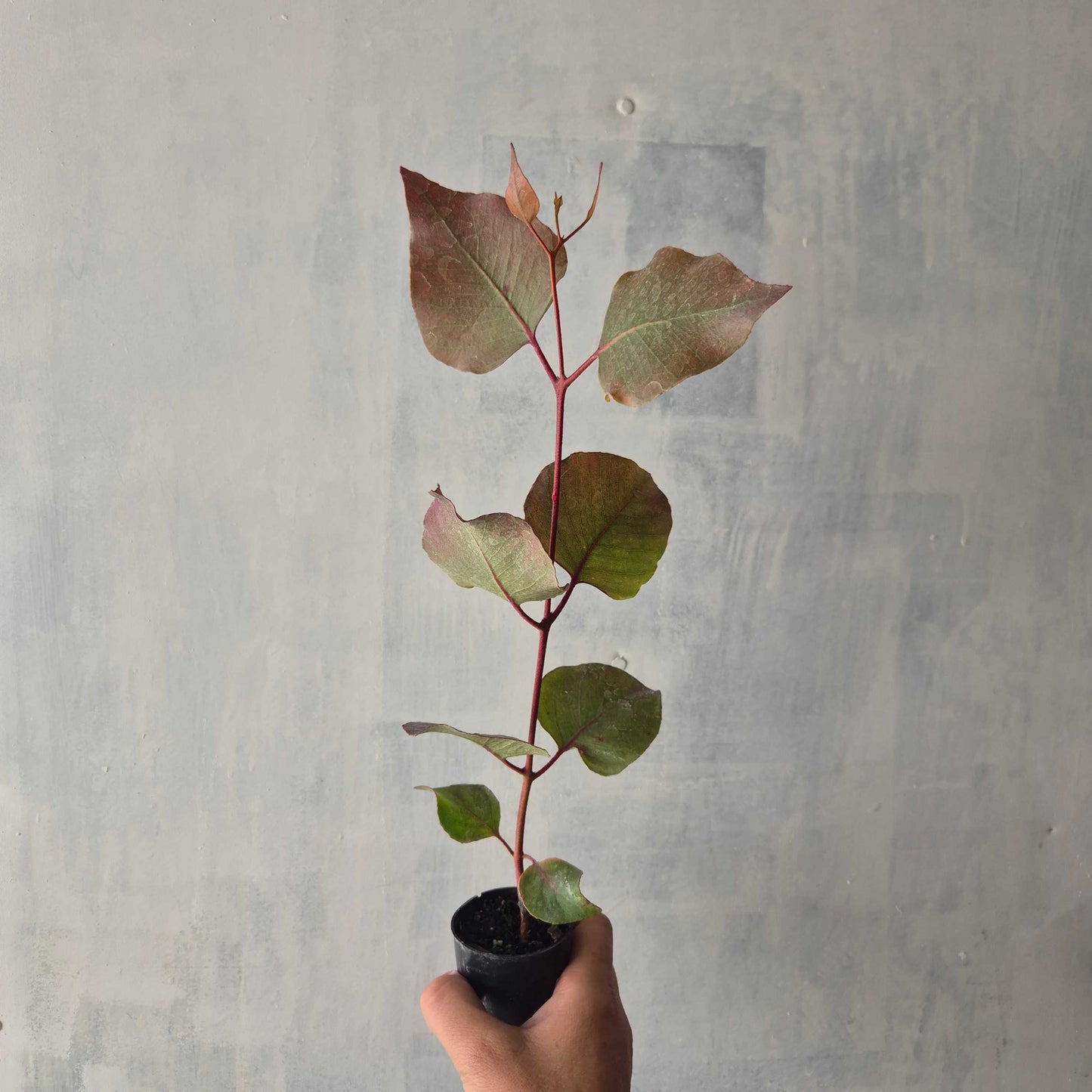 Silver Princess - Eucalyptus caesia