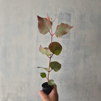 Silver Princess - Eucalyptus caesia