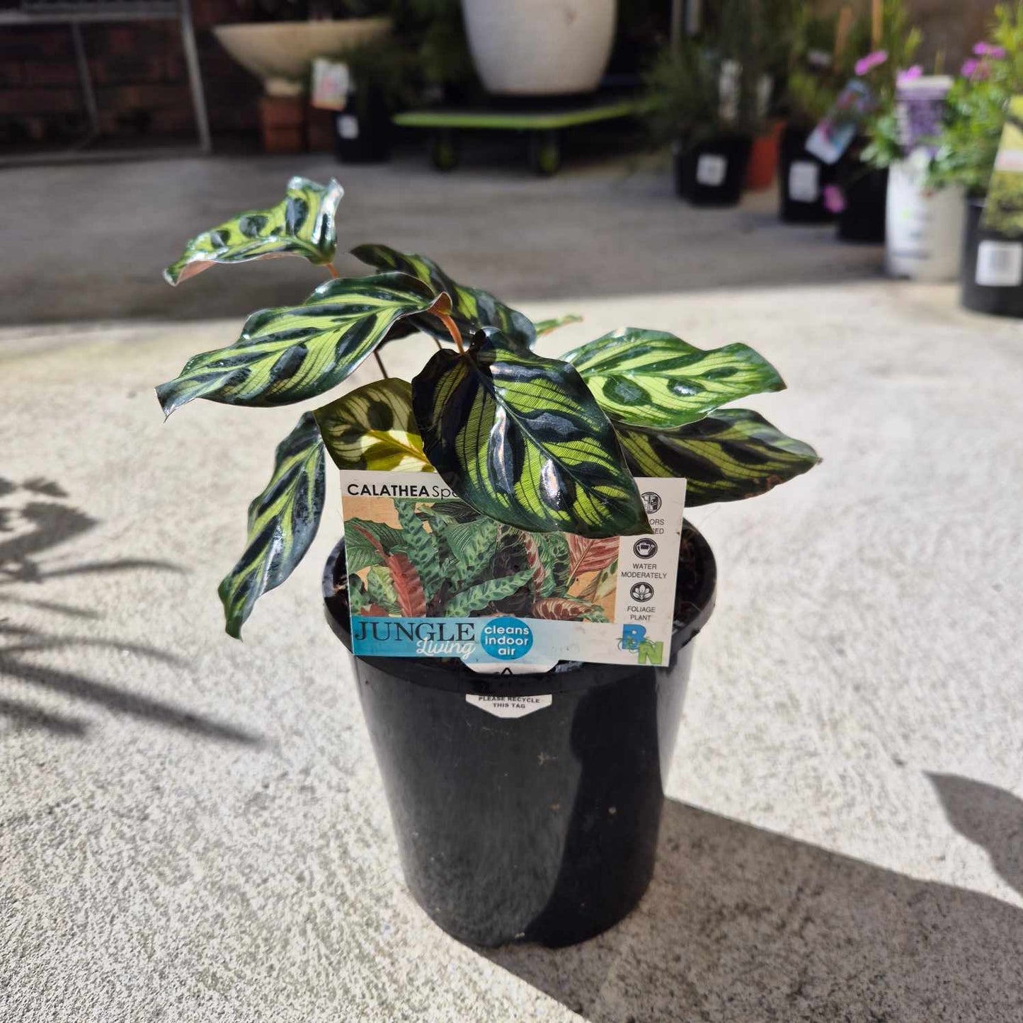 Calathea makoyana