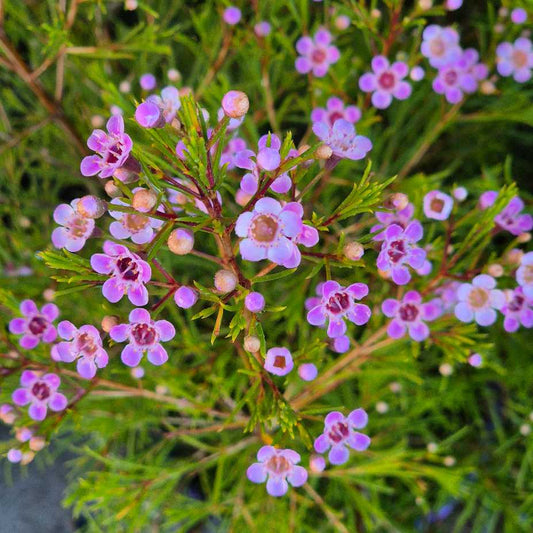 Chamelaucium 'Cha Cha'