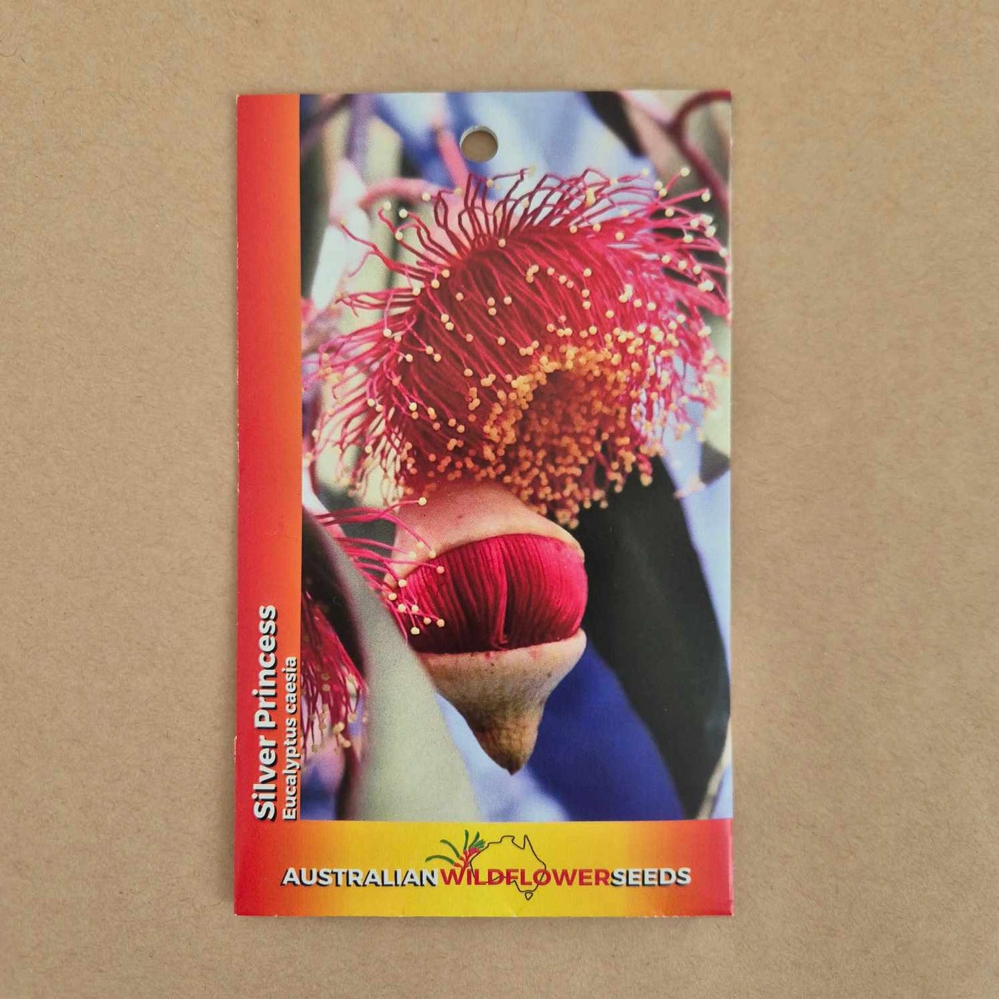 Eucalyptus caesia Seeds