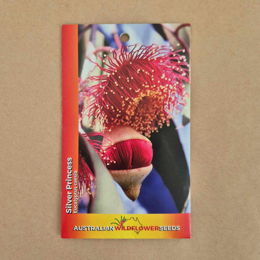 Eucalyptus caesia Seeds