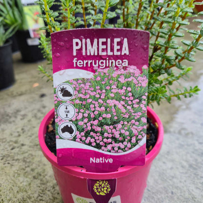 Pimelea ferruginea