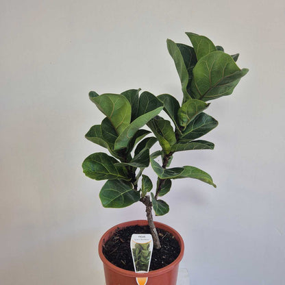 Bambino Fiddle Leaf Fig Plant