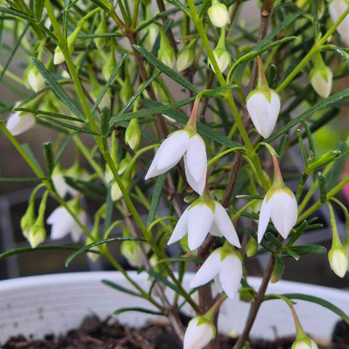 Boronia sirius