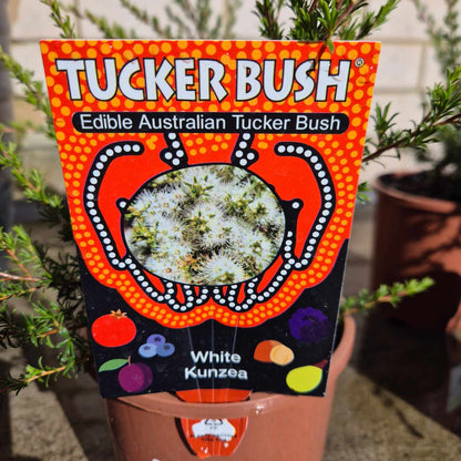 Kunzea ambigua Prostrate