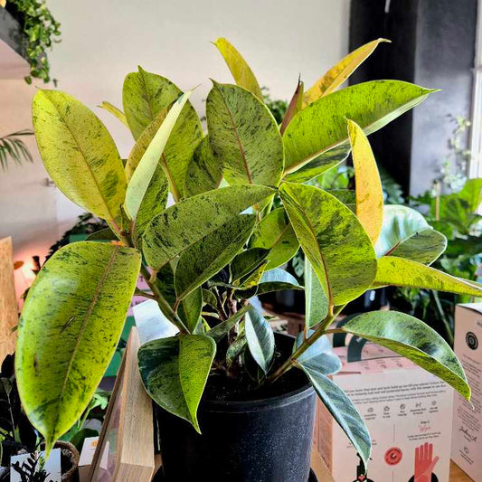 Ficus shivereana
