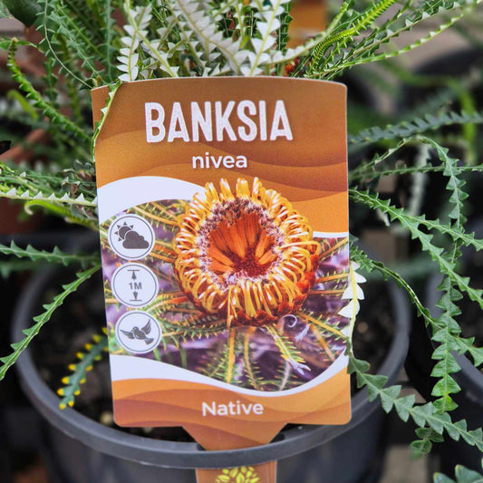 Banksia nivea