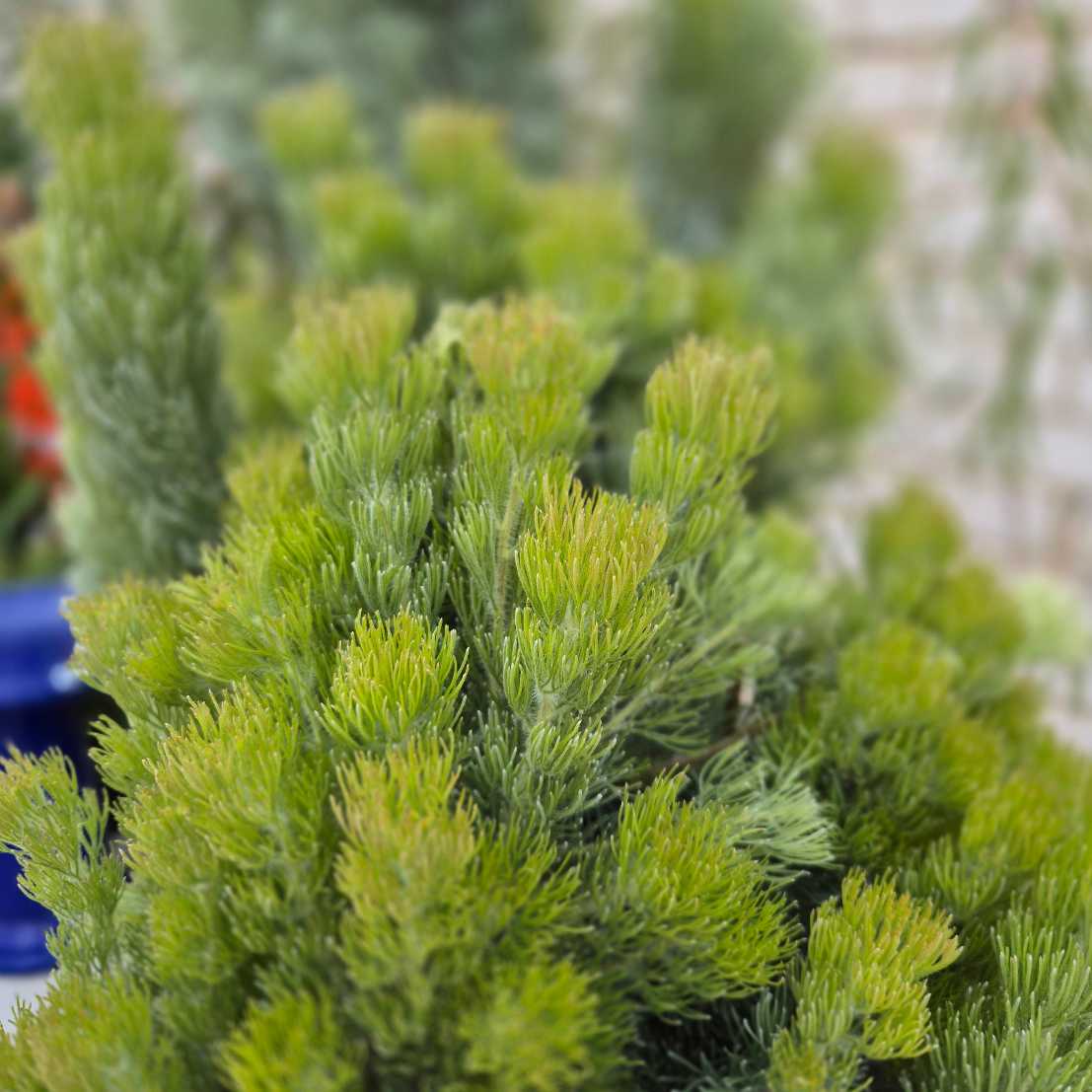 Adenanthos sericea Select