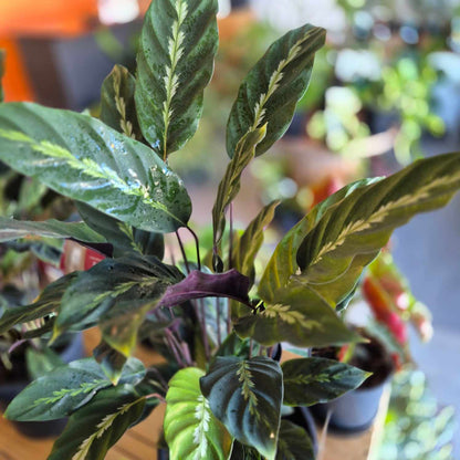 Calathea maui Queen