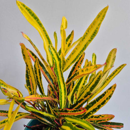 Croton Mammy