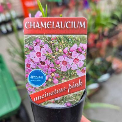 Geraldton Wax - Chamelaucium uncinatum Pink