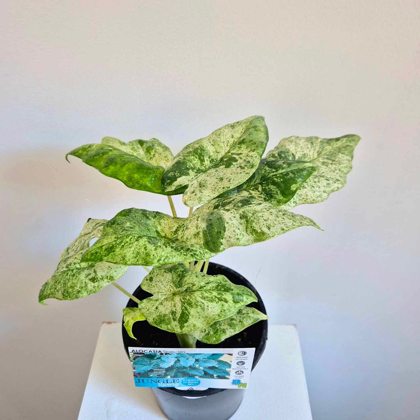 Alocasia odora batik