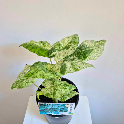 Alocasia odora batik
