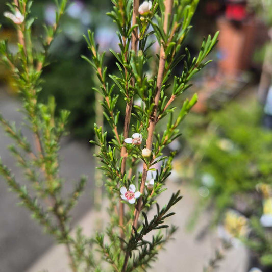 Astertea heteranthera