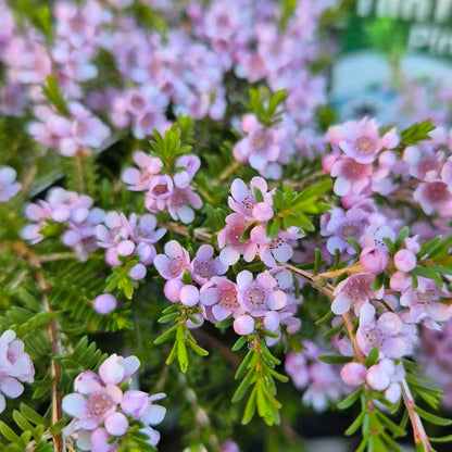 Thryptomene saxicola 'Pink Lace'