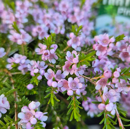 Thryptomene saxicola 'Pink Lace'