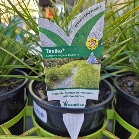 Lomandra longifolia (LM300) TANIKA®