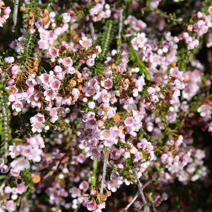 Thryptomene 'F.C Payne'