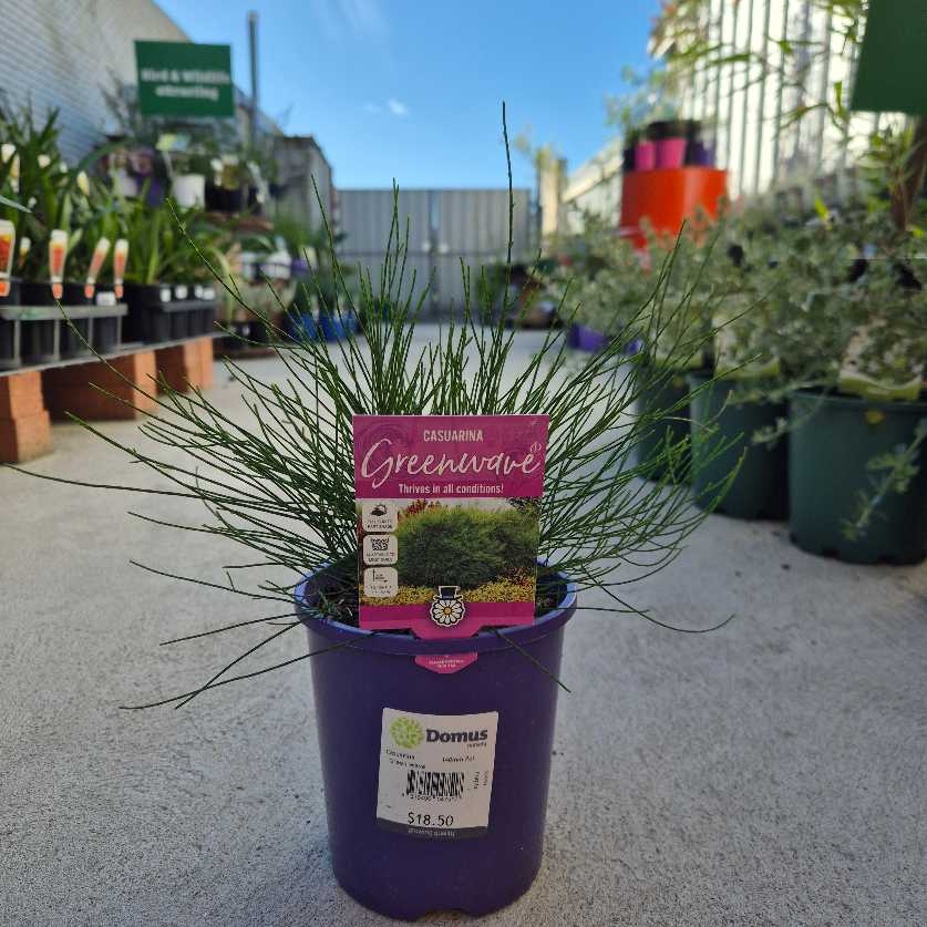 Casuarina 'Green Wave'