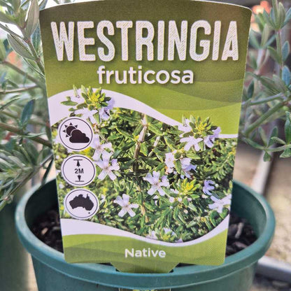 Westringia fruticosa